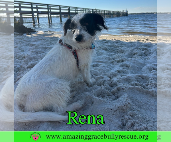 Medium Photo #3 Mutt Puppy For Sale in Pensacola, FL, USA