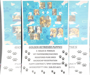 Golden Retriever Puppy for sale in AMSTERDAM, NY, USA
