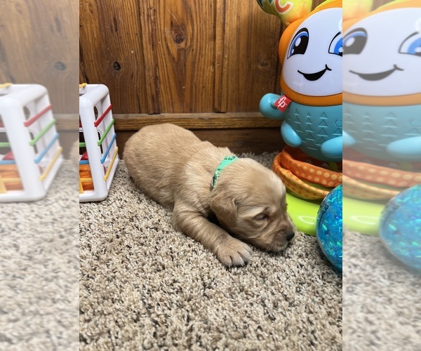 Medium Photo #4 Golden Retriever Puppy For Sale in NEOLA, WV, USA