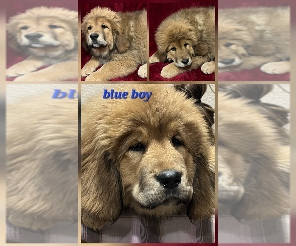 Medium Photo #1 Tibetan Mastiff Puppy For Sale in MONUMENT, CO, USA