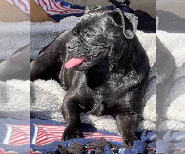 Medium Photo #7 Pug-Unknown Mix Puppy For Sale in La Verne, CA, USA