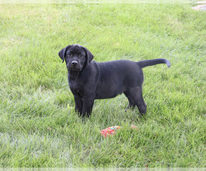 Labrador Retriever Puppy for sale in SYRACUSE, IN, USA