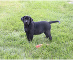 Image preview for Ad Listing. Nickname: Shawn