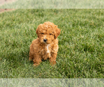Small #3 Cock-A-Poo-Goldendoodle Mix