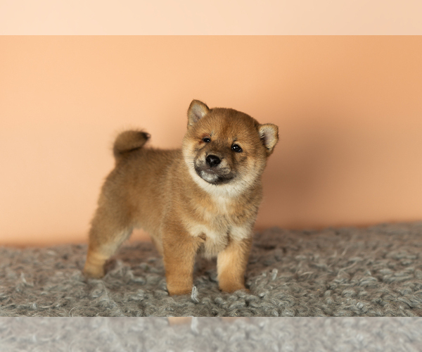 Medium Photo #5 Shiba Inu Puppy For Sale in MILLERSBURG, IN, USA