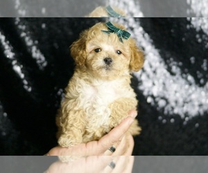Maltipoo Puppy for sale in WARSAW, IN, USA