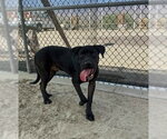 Small #2 Labrador Retriever Mix