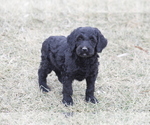 Small Photo #1 Goldendoodle Puppy For Sale in MEMPHIS, MO, USA