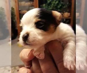 Chorkie Puppy for sale in MANKATO, MN, USA