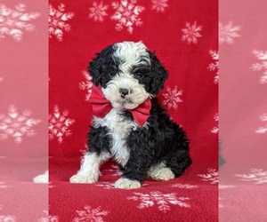 Cocker Spaniel-Poodle (Miniature) Mix Puppy for sale in NEW HOLLAND, PA, USA