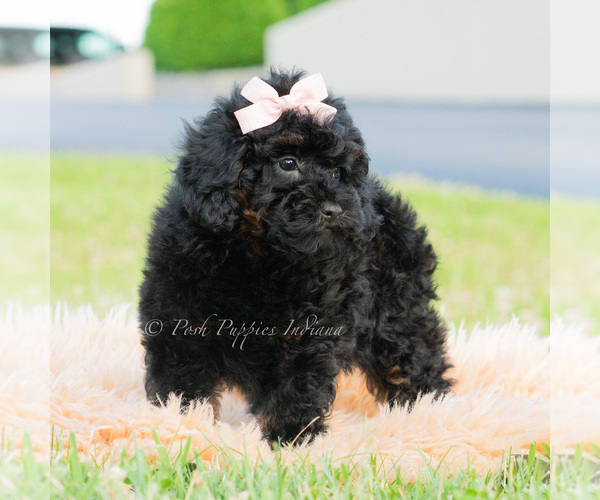 Medium Photo #3 Poodle (Miniature) Puppy For Sale in WARSAW, IN, USA