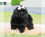 Small Photo #10 Poodle (Miniature) Puppy For Sale in WARSAW, IN, USA