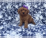 Small #3 Cavapoo