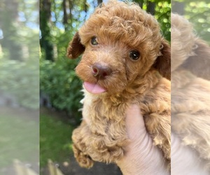 Poodle (Miniature) Puppy for sale in VENETA, OR, USA