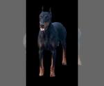 Small Photo #1 Doberman Pinscher Puppy For Sale in WARSAW, IN, USA