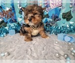Elderberry - Male Yorkshire Terrier Puppy for Sale - Photo #5