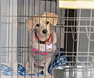 Mal-Shi Dogs for adoption in East Derry, NH, USA