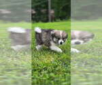 Small #1 Pomsky