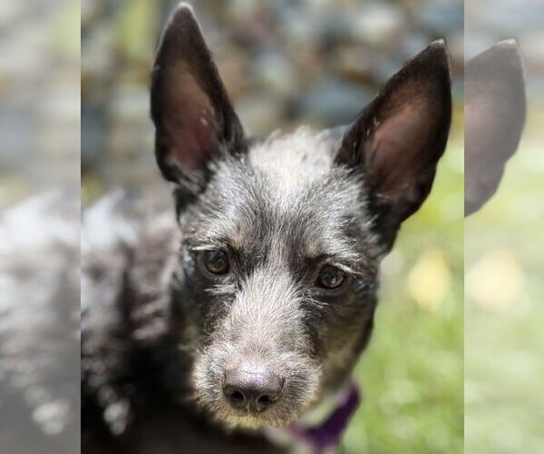 Medium Photo #6 Mutt Puppy For Sale in Brooklyn Center, MN, USA