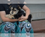 Puppy Tim Yorkshire Terrier-Zuchon Mix