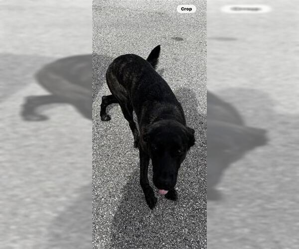 Medium Photo #1 American Pit Bull Terrier Puppy For Sale in Houston, TX, USA