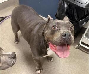 American Pit Bull Terrier Dogs for adoption in HESPERIA, CA, USA