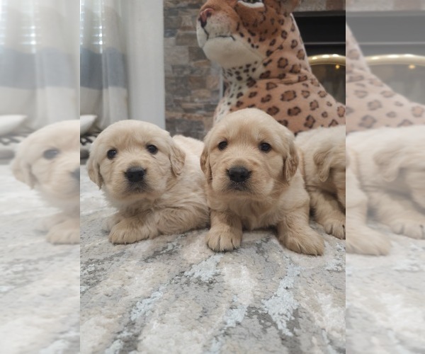 Medium Photo #6 Golden Retriever Puppy For Sale in ELVERTA, CA, USA