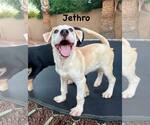 Small #1 Greater Swiss Mountain Dog-Labrador Retriever Mix