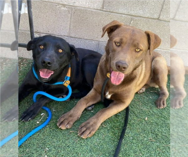 Medium Photo #2 Labrador Retriever-Unknown Mix Puppy For Sale in Lakewood, CO, USA