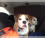 Small Photo #1 Beagle-English Bulldog Mix Puppy For Sale in MAPLE VALLEY, WA, USA