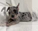 Puppy 1 French Bulldog