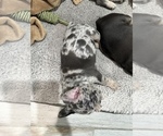 Small Photo #13 French Bulldog Puppy For Sale in AMARILLO, TX, USA