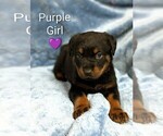 Small #3 Rottweiler