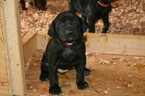 Small Photo #9 Vizsla-Weimaraner Mix Puppy For Sale in MILLBROOK, AL, USA