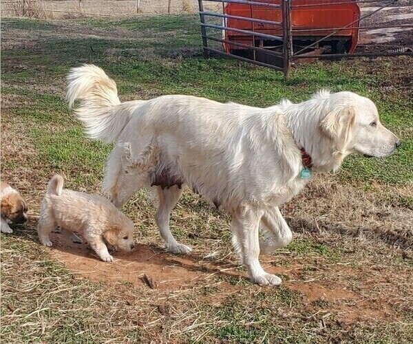 Medium Photo #1 Great Pyrenees Puppy For Sale in AGRA, OK, USA