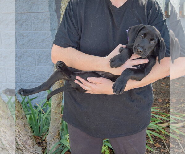 Medium Photo #4 Mutt Puppy For Sale in Huntley, IL, USA