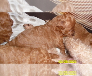 Poodle (Toy) Puppy for sale in DULUTH, GA, USA