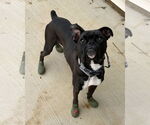 Small #1 Boxer