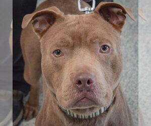 American Staffordshire Terrier-Unknown Mix Dogs for adoption in Huntley, IL, USA