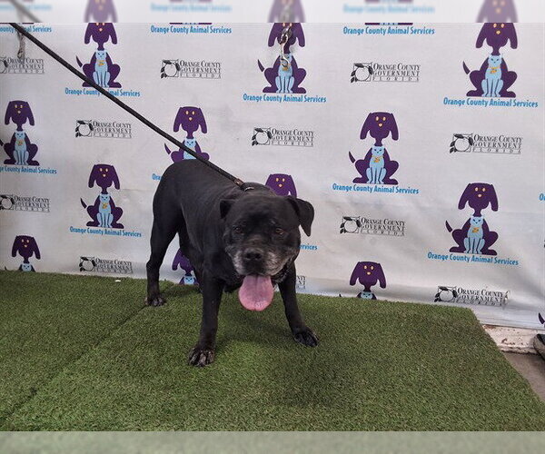 Medium Photo #1 Mutt Puppy For Sale in Orlando, FL, USA