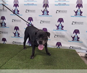 Mutt Dogs for adoption in Orlando, FL, USA