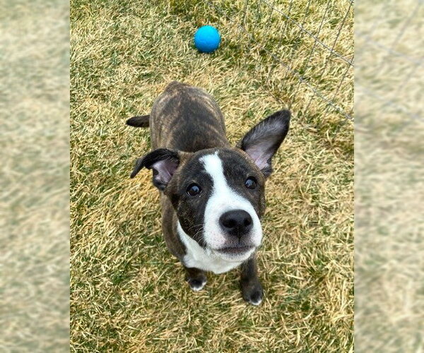 Medium Photo #15 Mutt Puppy For Sale in Plainfield, IL, USA