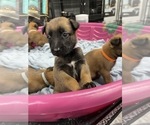 Small Photo #136 Belgian Malinois Puppy For Sale in REESEVILLE, WI, USA