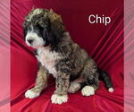 Puppy Chip Bernedoodle
