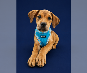 Beagle-Unknown Mix Dogs for adoption in Sanford, FL, USA