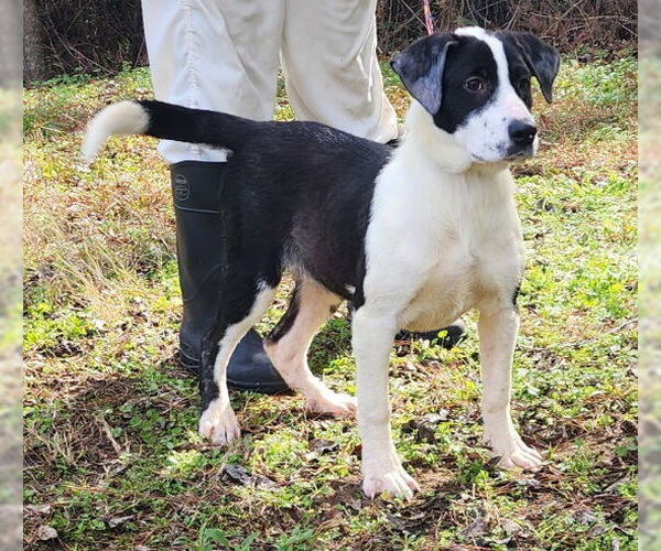Medium Photo #3 Bulldog-Labrador Retriever Mix Puppy For Sale in Wetumpka, AL, USA