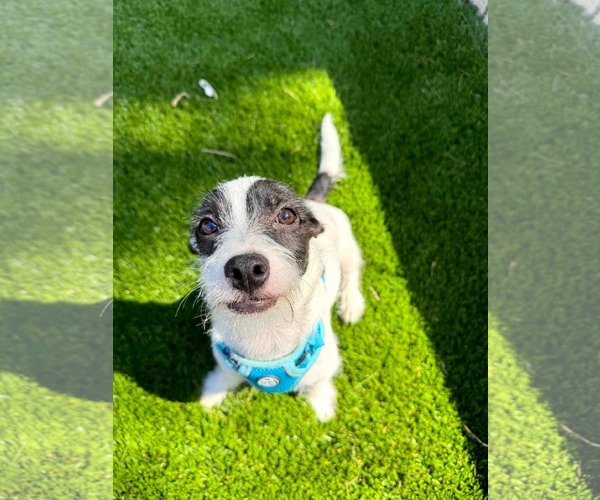 Medium Photo #5 Mutt Puppy For Sale in Escondido, CA, USA