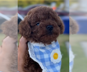 Poodle (Toy) Puppy for sale in CORONA, CA, USA