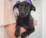 Small #1 German Shepherd Dog Mix
