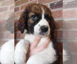 Saint Berdoodle Puppy for Sale in NAMPA, Idaho USA